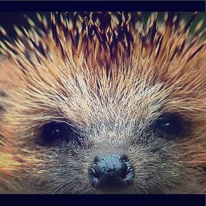 Meet your Posher, Jayne